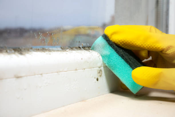 Attic Mold Removal in Port Barrington, IL